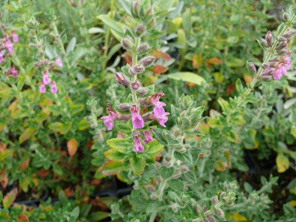 Teucrium lucidrys (Immergrüner Gamander)