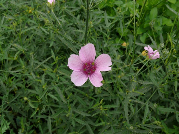 Althaea cannabina (Hanfblättriger Eibisch)