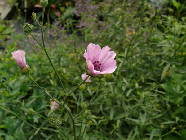 Althaea cannabina (Hanfblättriger Eibisch)