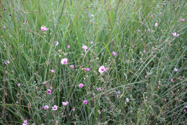 Althaea cannabina (Hanfblättriger Eibisch)