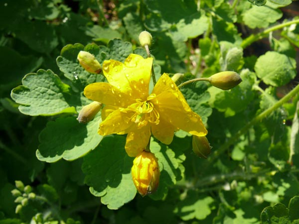Chelidonium majus 'Flore Pleno' (Gefülltes Schöllkraut)