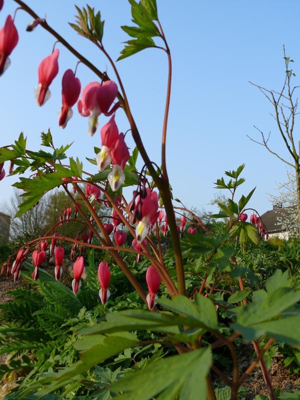 Dicentra spectabilis (Tränendes Herz)