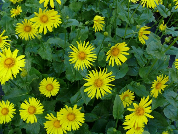 Doronicum orientale 'Magnificum' (Gemswurz)