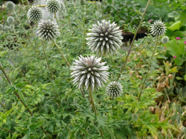 Echinops bannaticus 'Star Frost' (Weiße Kugeldistel)