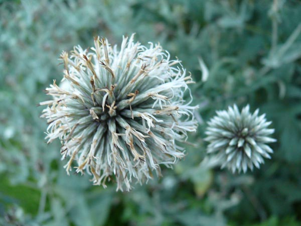 Echinops sphaerocephalus 'Arctic Glow' (Weiße Kugeldistel)