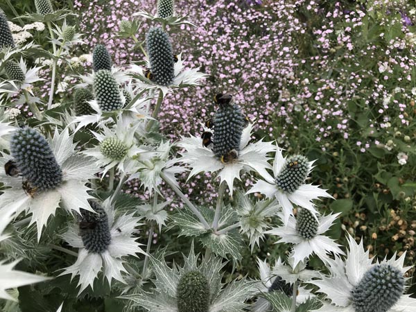 Eryngium giganteum 'Miss Willmott's Ghost' (Elfenbeindistel)
