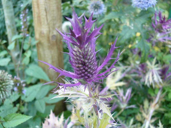 Eryngium leavenworthii (Edeldistel)