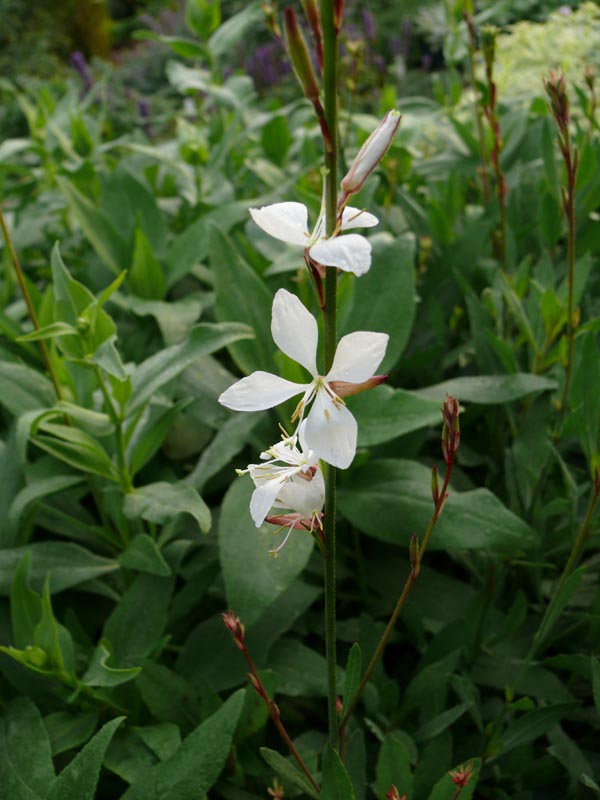 Gaura lindheimeri 'Summer Breeze' (Weiße Prachtkerze)