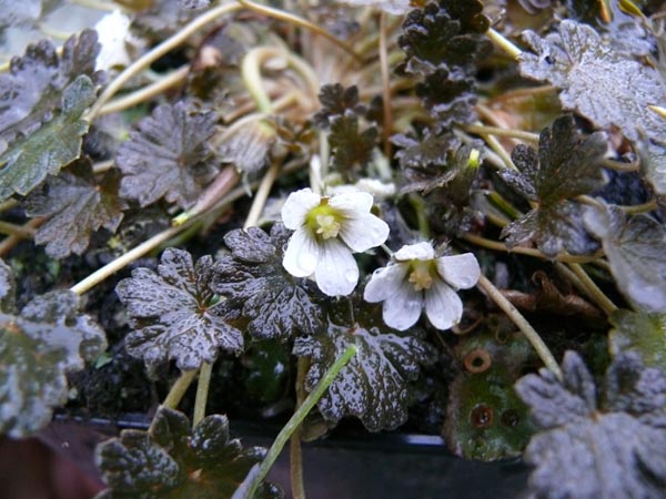 Geranium sessiliflorum f. nigricans (Braunlaubiger Neuseeland-Storchschnabel)