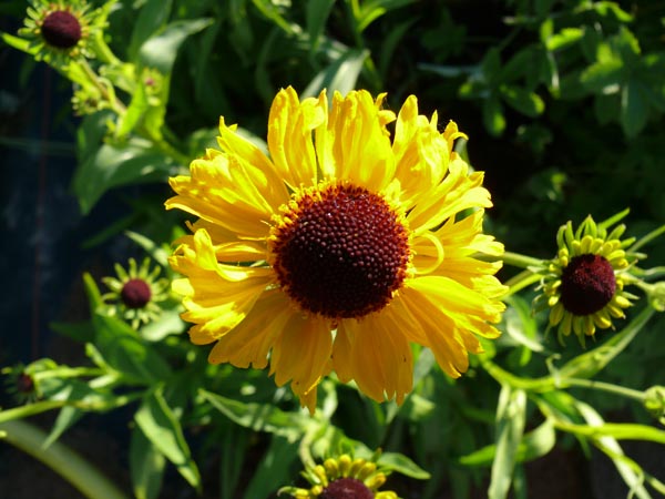 Helenium bigelovii 'Tip Top' (Sonnenbraut)