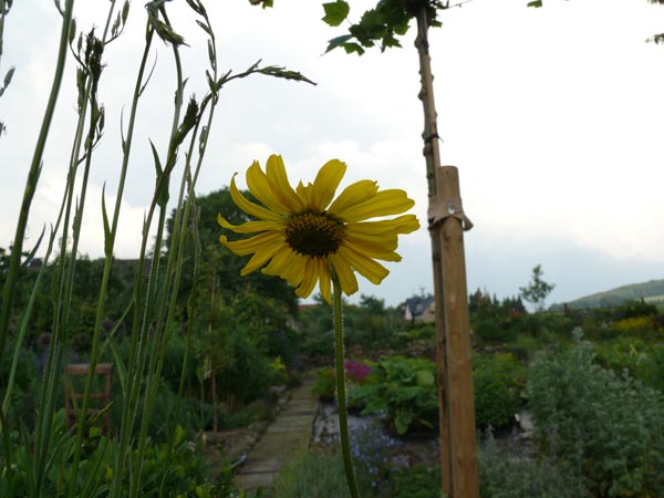 Helianthella quinquenervis (Fünfnervige Zwergsonnenblume)