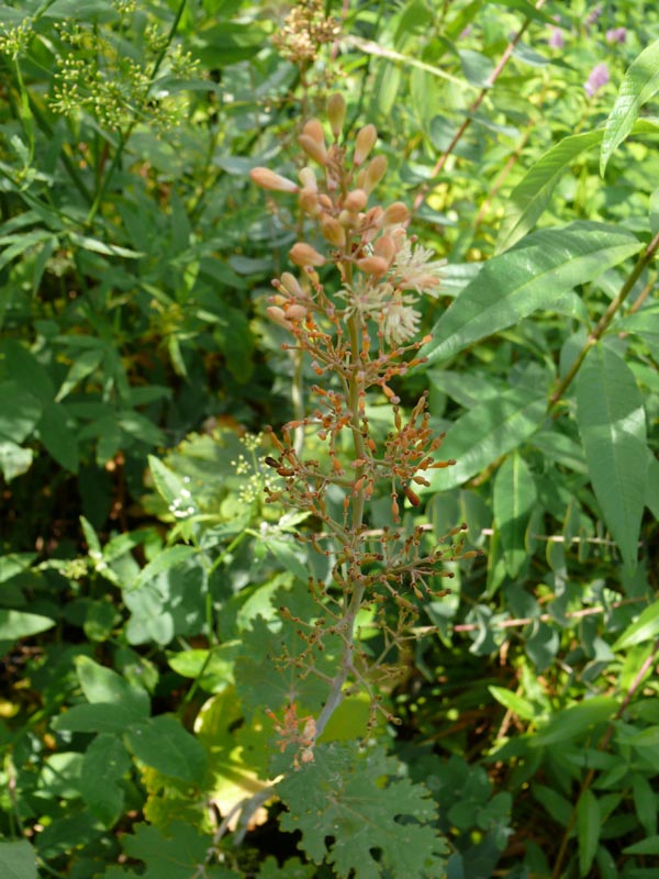 Macleaya cordata (Weißblühender Federmohn)