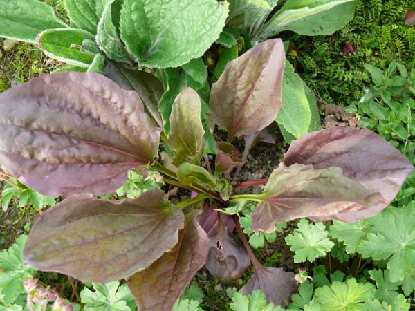 Plantago major 'Rubriflora' (Burgundfarbener Breitwegerich)