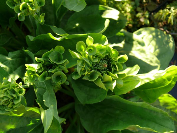 Plantago major 'Rosularis' (Rosenwegerich)