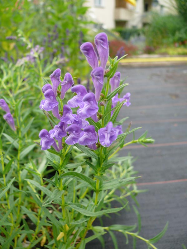 Scutellaria baicalensis (Baikal-Helmkraut)