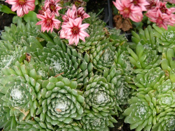 Sempervivum arachnoideum (Spinnweben-Hauswurz)