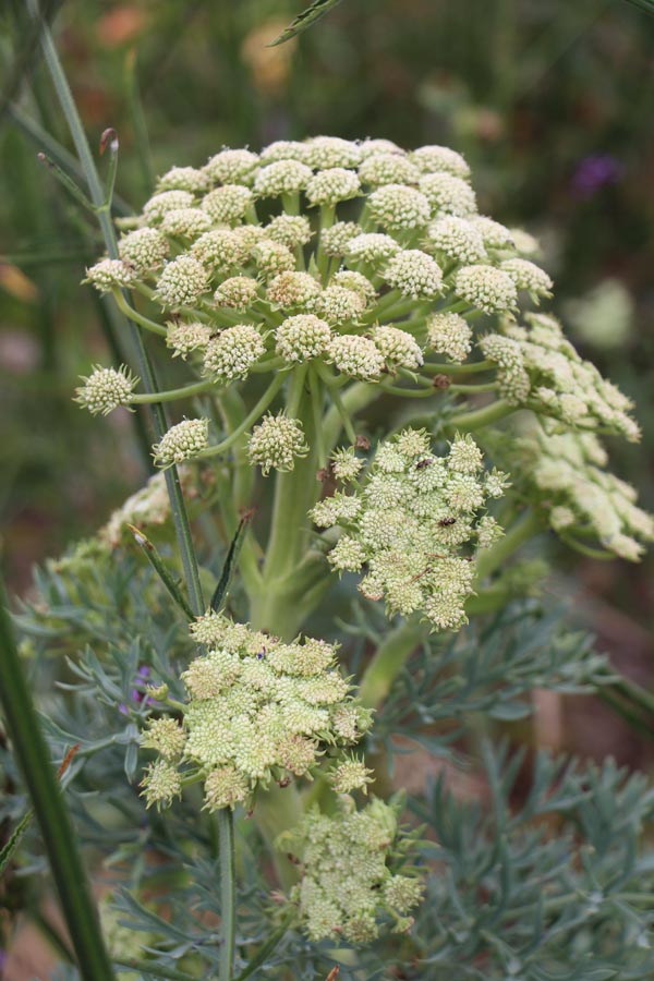 Seseli gummiferum (Grauer Bergfenchel)