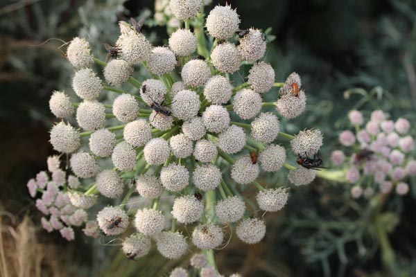 Seseli gummiferum (Grauer Bergfenchel)