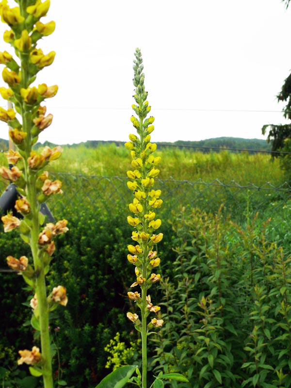 Thermopsis caroliniana (Fuchsbohne)