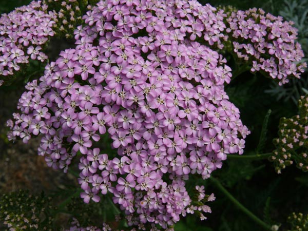 Achillea millefolium 'Harlekin' (Garten-Schafgarbe)