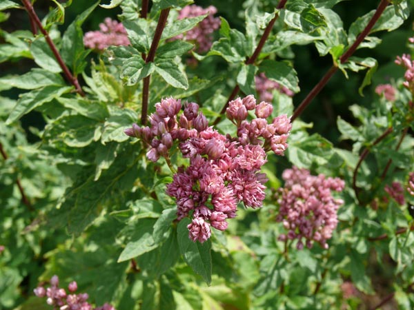Eupatorium cannabinum 'Plenum' (Gefülltblühender Wasserdost )
