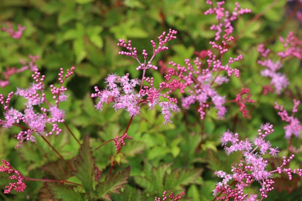 Filipendula Hybr. 'Kahome' (Knollen-Rüsterstaude)