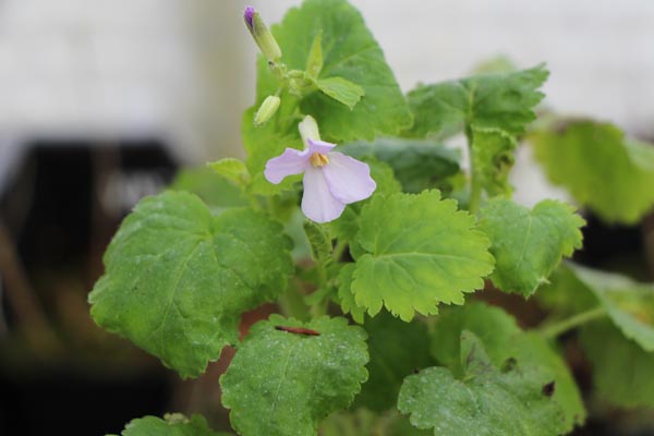 Orychophragmus violaceus (Japanische Blütenkresse)