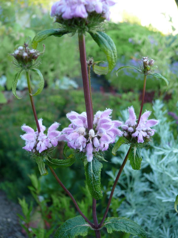 Phlomis tuberosa 'Amazone' (Rosaviolettes Knollen-Brandkraut)