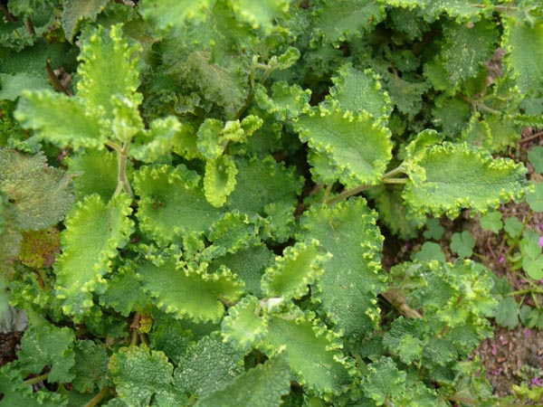 Teucrium scorodonia 'Crispum' (Gekrauster Gamander)