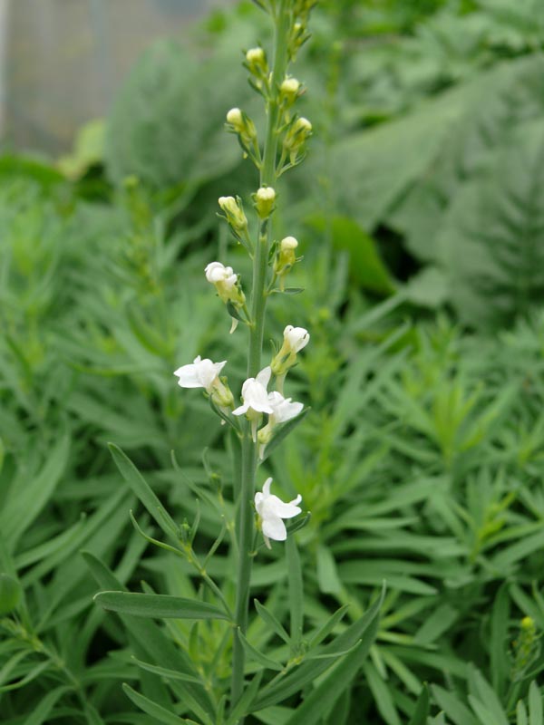 Linaria purpurea 'Springside White' (Weißes Leinkraut)