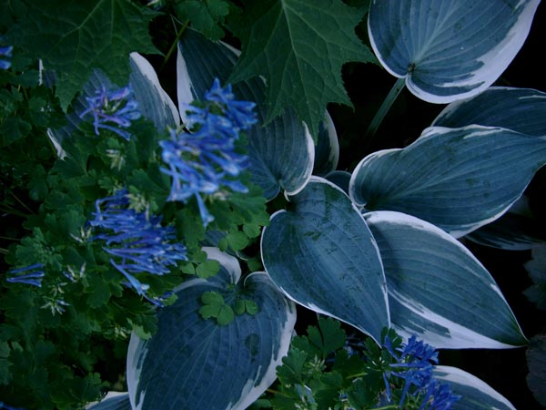 Hosta Hybride 'El Nino' © (Eiszeit-Funkie)