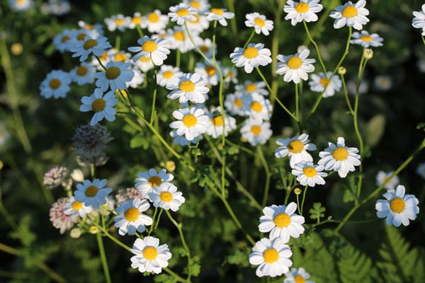 Tanacetum parthenium (Mutterkraut)