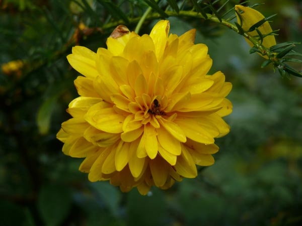 Rudbeckia lanciniata 'Goldball' (Gefülltblühender Sonnenhut)
