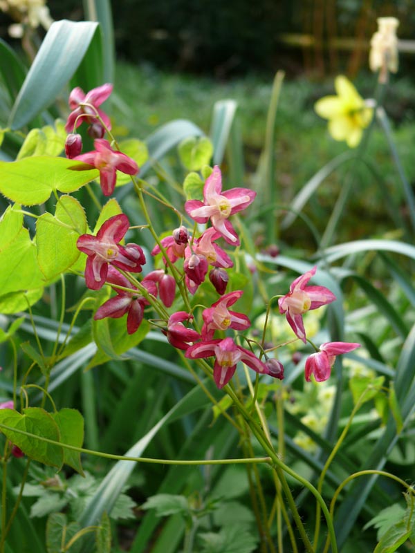 Epimedium x rubrum (Rote Elfenblume)