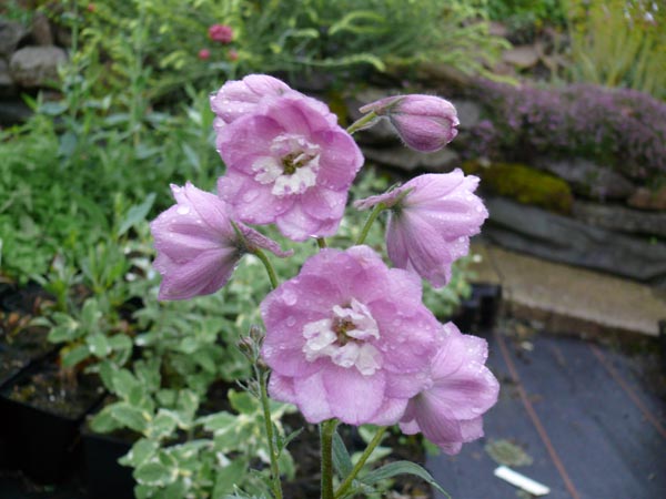 Delphinium elatum F1-Hybr. 'Sweethearts'' (Rosa New-Millennium-Rittersporn)