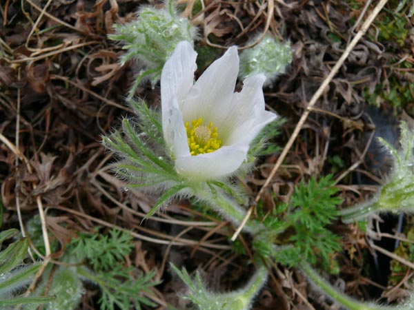 Pulsatilla vulgaris 'Alba' (Weiße Küchenschelle)