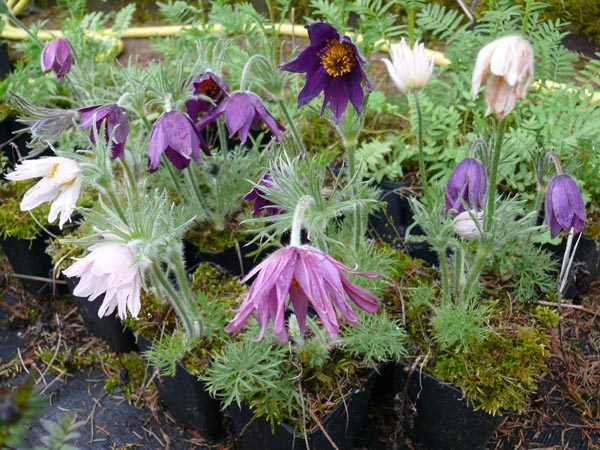Pulsatilla vulgaris 'Papageno' (Überraschungs Küchenschelle)