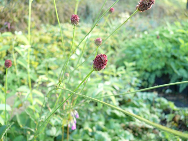 Sanguisorba officinalis (Großer Wiesenknopf)
