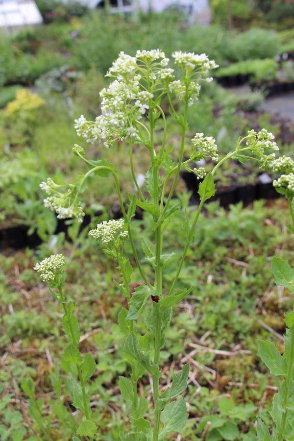 Lepidium draba (Pfeilkresse)