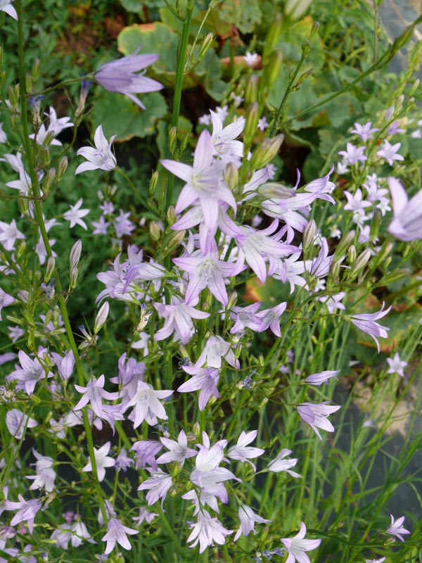 Campanula rapunculus (Rapunzel-Glockenblume)
