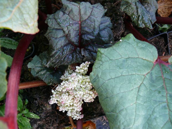 Rheum palmatum 'Australe' (Rotblättriger Zierrhabarber)