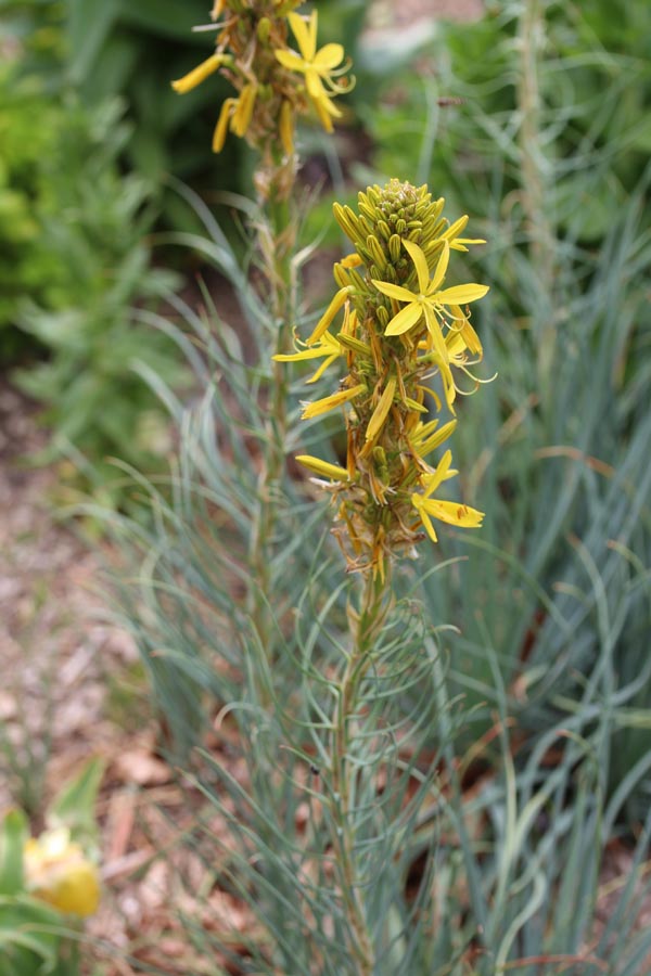 Asphodeline liburnica (Liburnische Junkerlilie)