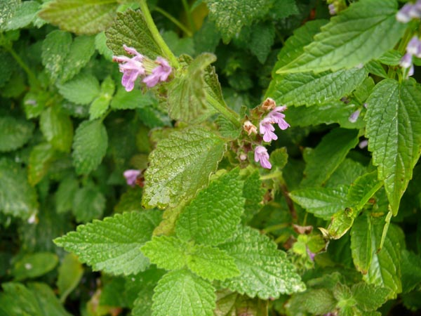 Ballota nigra (Schwarznessel)