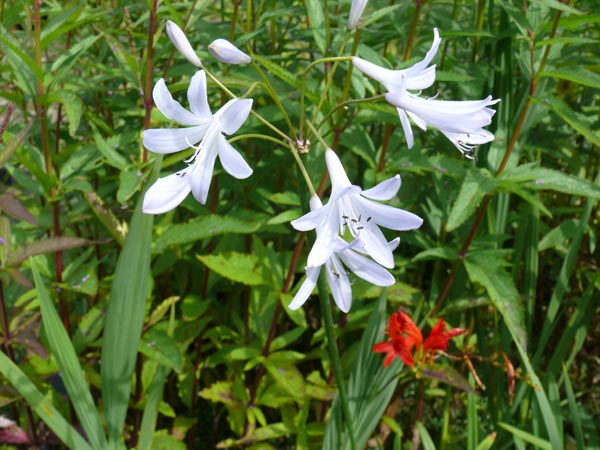 Agapanthus praecox 'Headbourne Blue' (Schmucklilie)