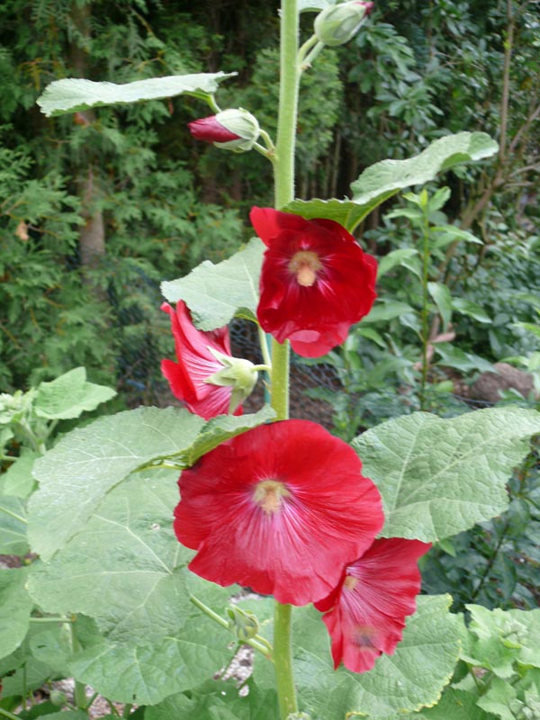 Alcea Rosea-Hybr. 'Mars Magic' (Rote Stockrose)