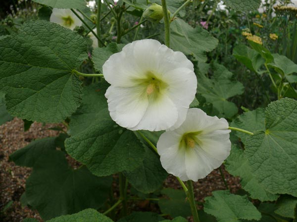 Alcea Rosea-Hybr. 'Polarstar' (Weiße Stockrose)