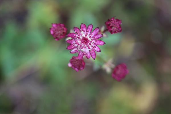 Astrantia Major-Hybr. 'Ruby Cloud' (Sterndolde)