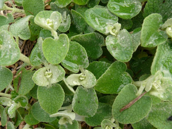 Ballota pseudodictamnus (Gottvergess)