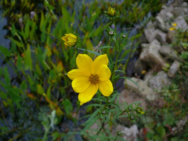 Bidens coronata (Sumpf Zweizahn)