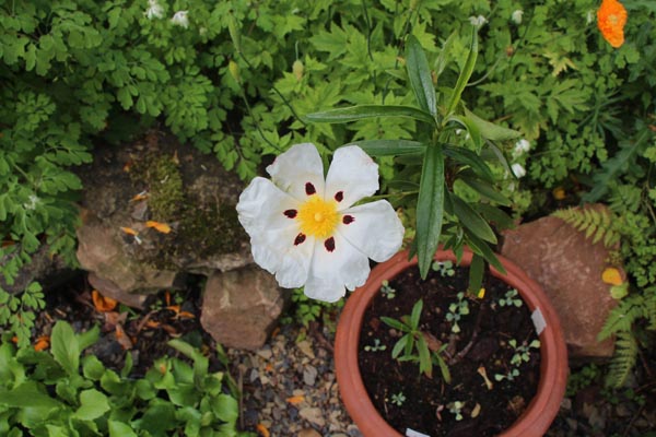 Cistus ladanifer (Lack-Zistrose)
